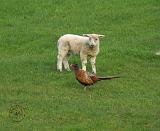 Pheasant and Lamb 8T25D-24